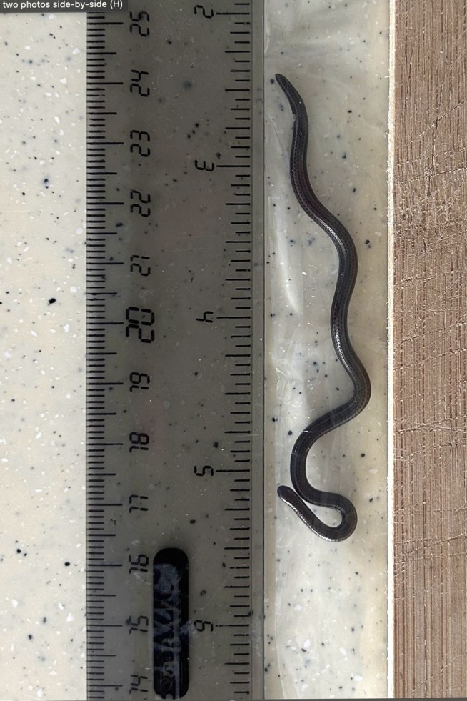 World's Smallest Known Snake Rediscovered