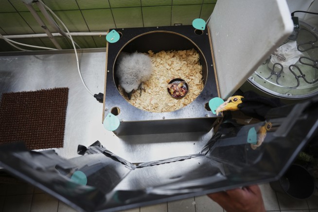 At Prague Zoo, Staff Puppeteers Become Vulture Parents