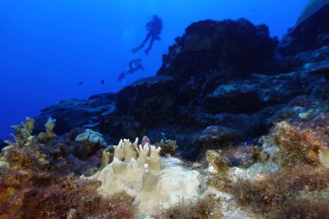 Heatwaves Hit 96% of Oceans in 2023