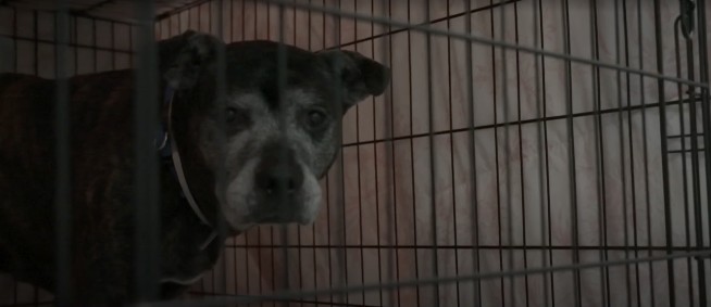 Waves of Abandonment Overwhelm Animal Shelters
