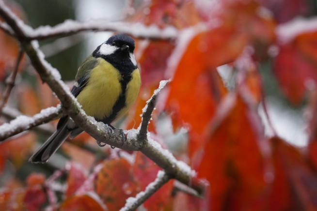Divorce Comes With Warning Signs—Even in Songbirds