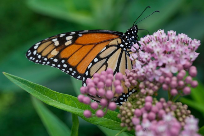 Lab Tests Point to Culprit in Monarch Butterfly Die-Off