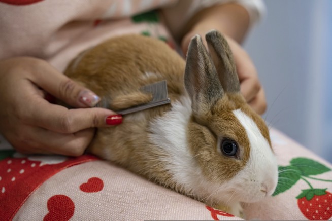 Let Them Eat Bunny: Zoo Wants You to Donate Your Small Pets