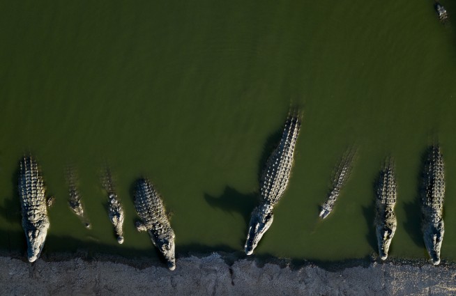 Long-Neglected Crocodiles Are Euthanized
