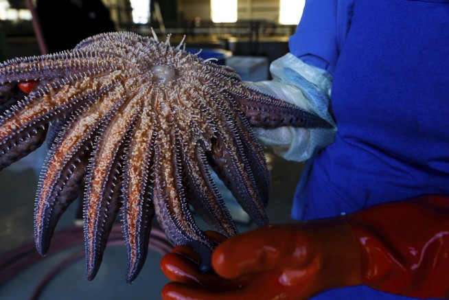 This Is What's Turning Starfish to Goo