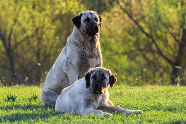 'Bear Dogs' Step In as Grizzlies Converge Upon Montana Farms
