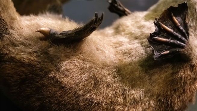 Churchill's Platypus Mystery Cracked After 8 Decades