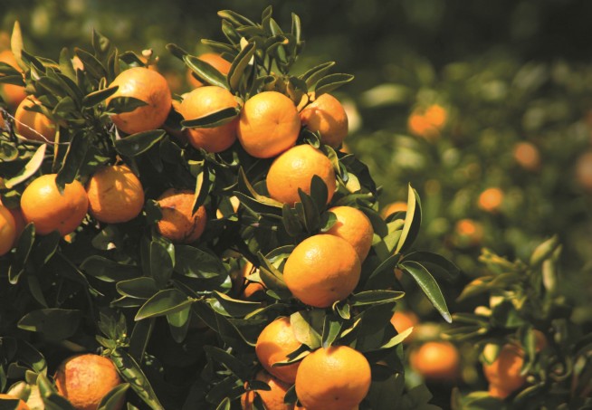 Why People Are Souring on Orange Juice
