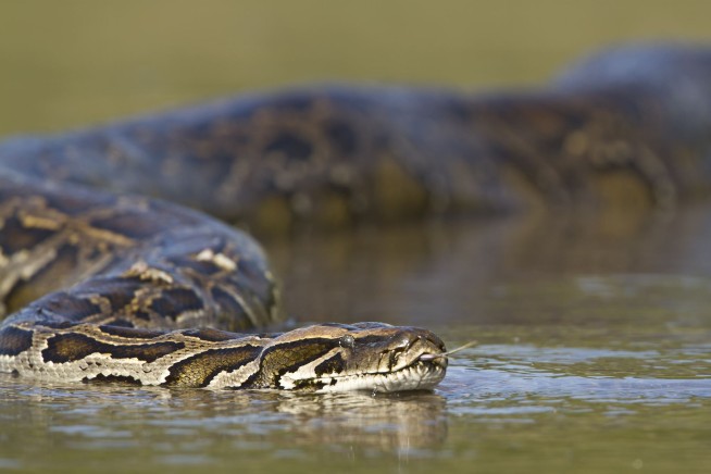 Robot Rabbits Join Florida's Fight Against Invasive Snakes