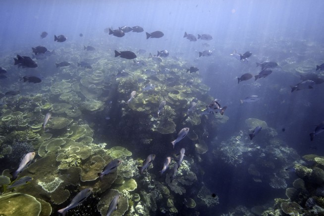 Great Barrier Reef Sees Most Extensive Bleaching Yet