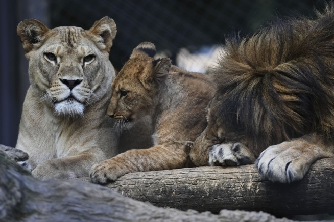 In Czech Zoo, 4 Lion Cubs Extinct in Wild Are Born
