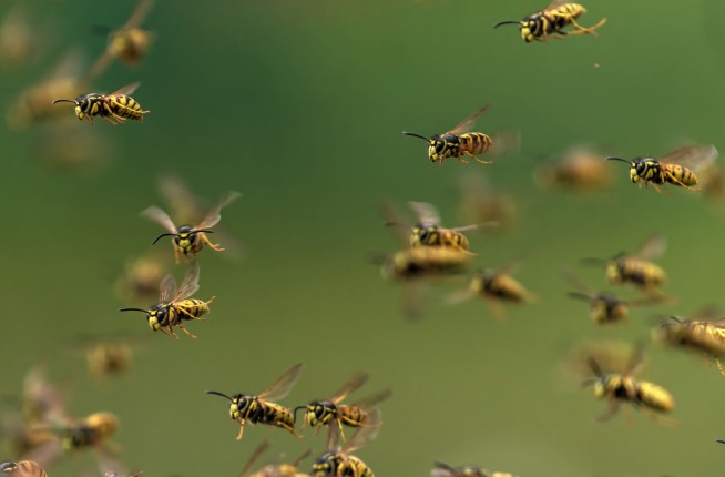 As Cops Carried Out Eviction, She Broke Out the Bees