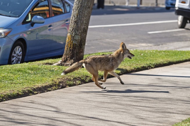 Coyote Chases, Bites Boy at Softball Game