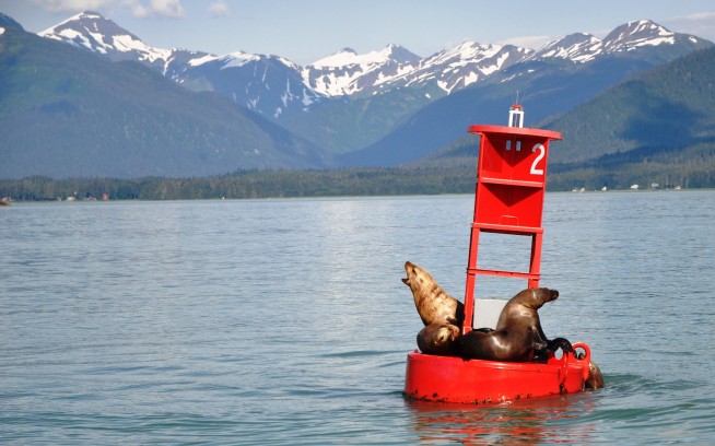 Thrown Overboard, He Found a Buoy Covered in Seals