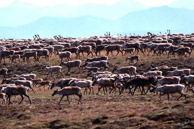 It Doesn't Look Good for North America's Reindeer