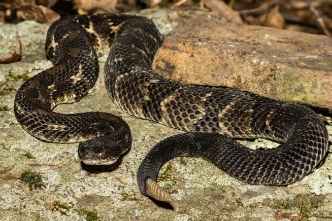 Hiker Dies After Grabbing Rattlesnake