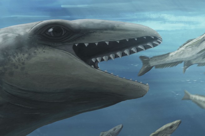 Scientists Discover 'Tiny, Weird, Feral' Whale