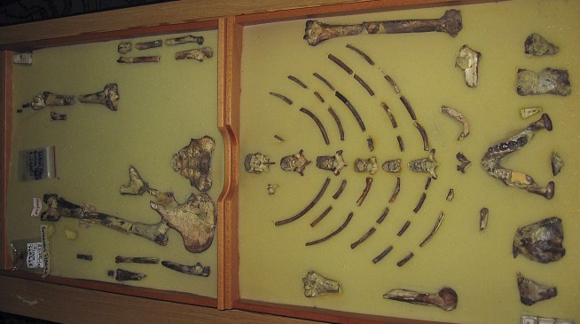 Ancient Fossil 'Lucy' Goes Out on Tour