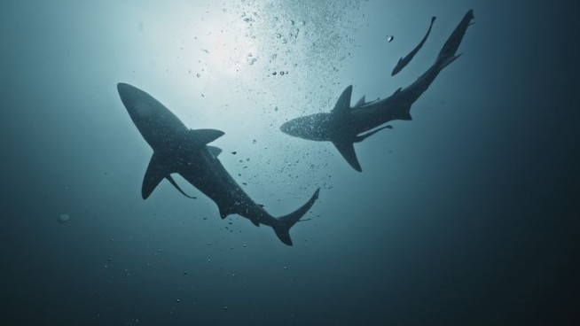 Shark Attack Injures US Tourist in the Bahamas