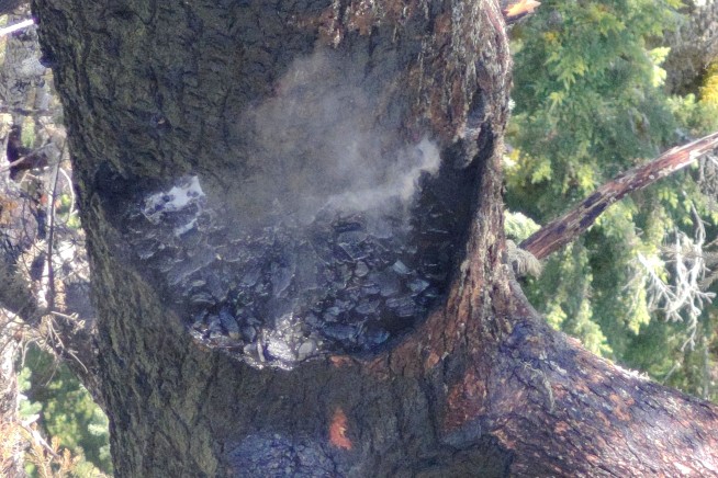 One of the World's Tallest Trees Is Burning