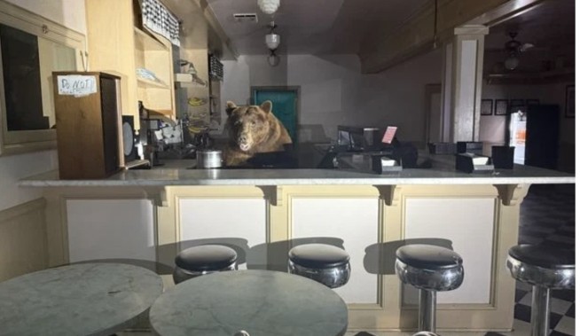 Bear Throws Itself an Ice Cream Social in Tahoe
