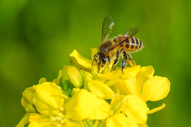 Scientists Create 'Superfood' to Boost Honeybee Survival Rates