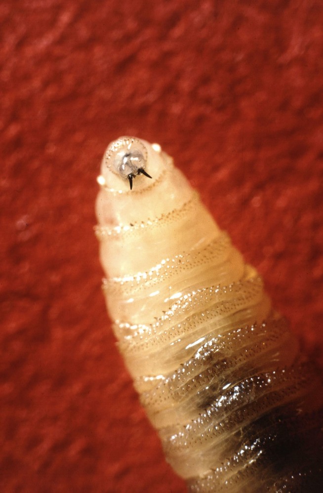 First Human Screwworm Case Confirmed in US