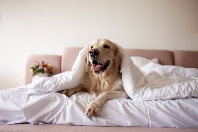 Most Popular Dog Breeds in America