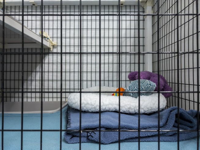21 Dogs Found Dead at Boarding Facility
