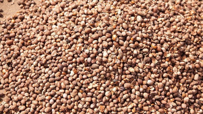 Nigeria Hits Pause on Shea Nut Exports