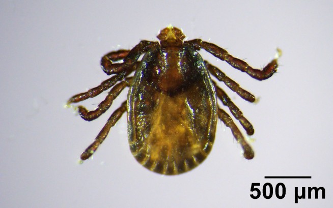 Invasive Tick Found in Maine for the First Time