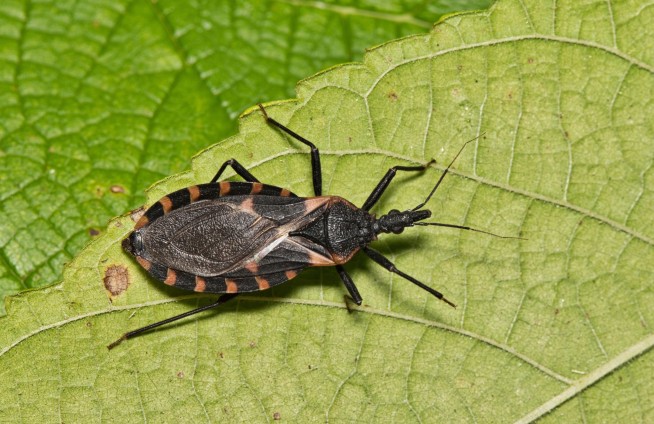 'Kissing Bug' Sickness Now Endemic in US