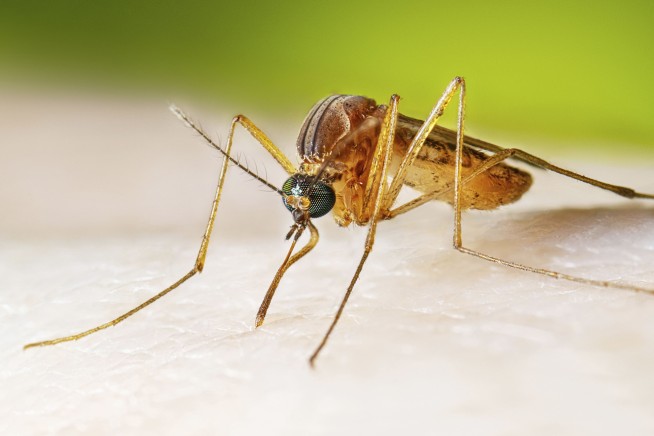 West Nile Virus Cases 40% Higher Than Usual