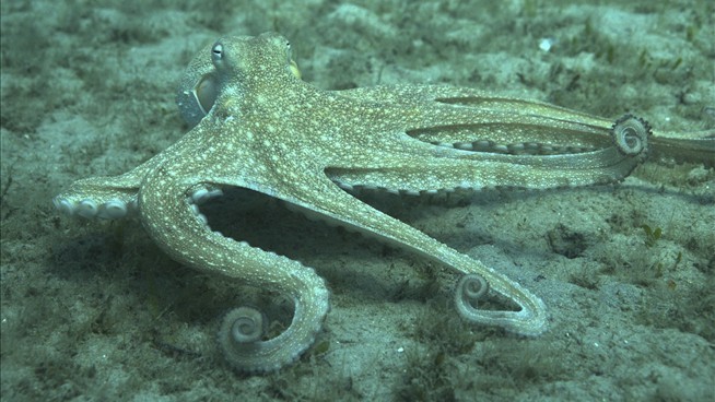 Octopus Study Left One Biologist 'in Awe'