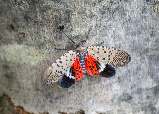 Lanternfly Swarm Is So Huge It Shows Up on Weather Radar