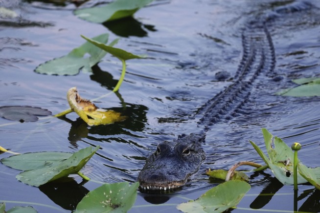 'I Freaking Fought an Alligator—and Won'