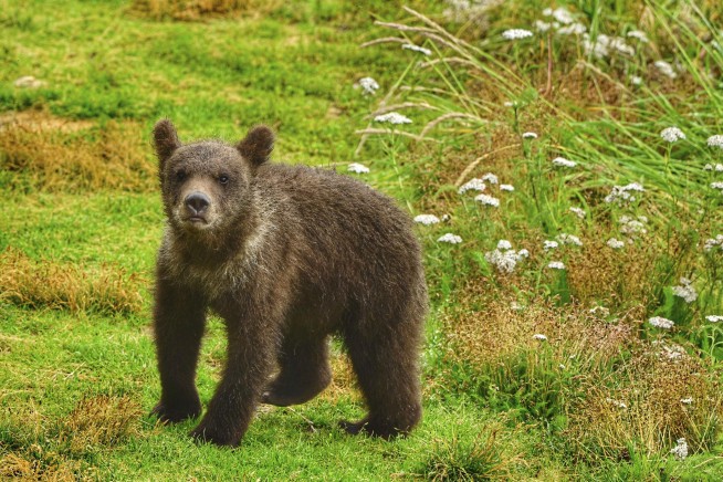 Amid ... Everything Else, Fat Bear Week Soldiers On