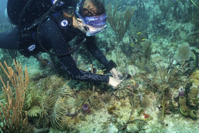 In 15 Years, 70% of Atlantic Coral Reefs Will Be Stagnant
