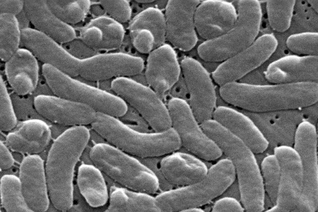 State Reports Year's 5th Death From Flesh-Eating Bacteria
