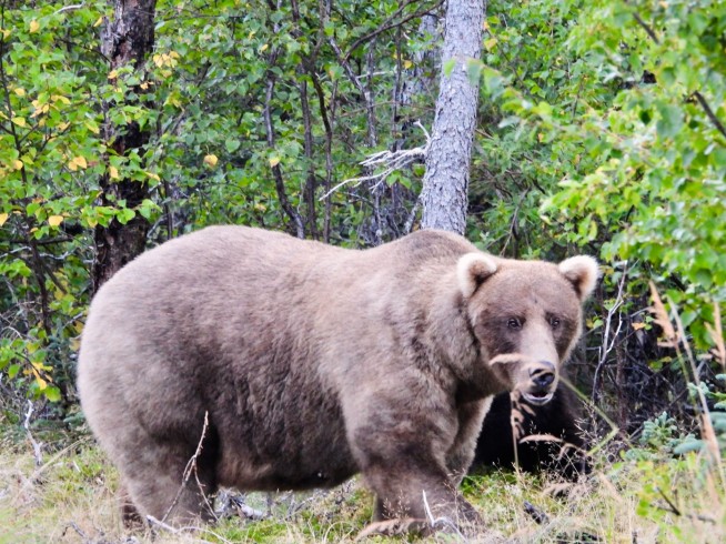 Meet the Bears of Fat Bear Week