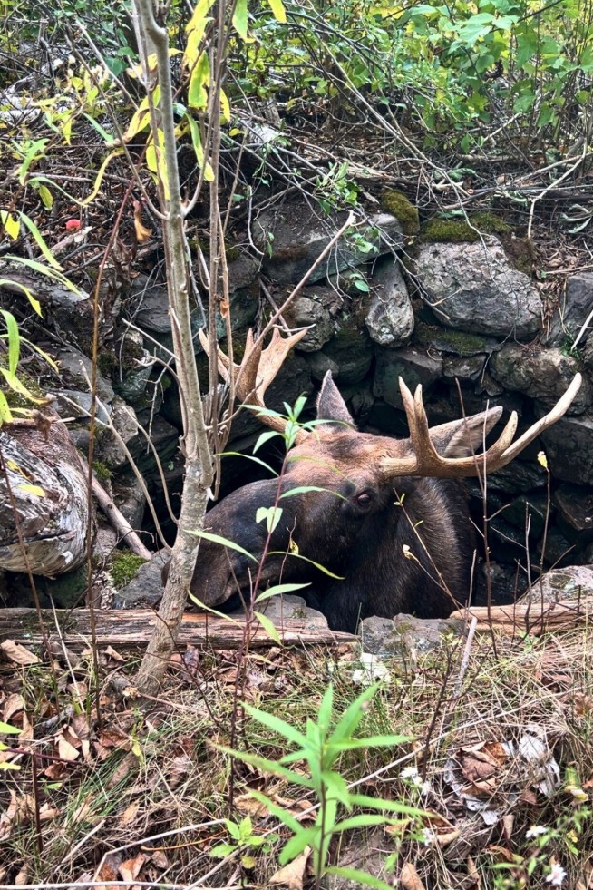 Moose Pulled From Abandoned Well in 5-Hour Rescue