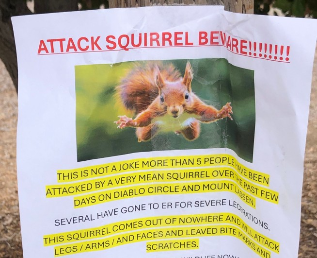 'Very Mean Squirrel' Is on the Warpath