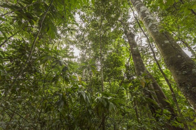 Trees in the Amazon Are Getting Bigger