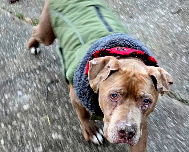 Veterinarian Found Guilty of Stealing Homeless Man's Dog