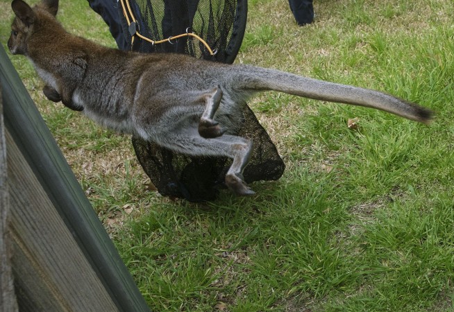 Roaming Berlin, a Wallaby on the Loose