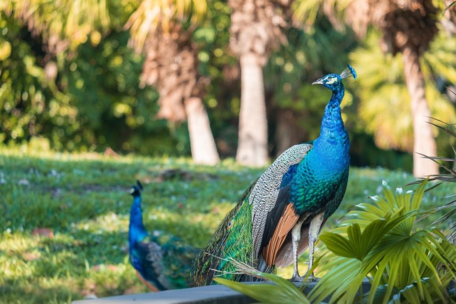 Cops: To Spite His Neighbor, He Ate 2 Pet Peacocks