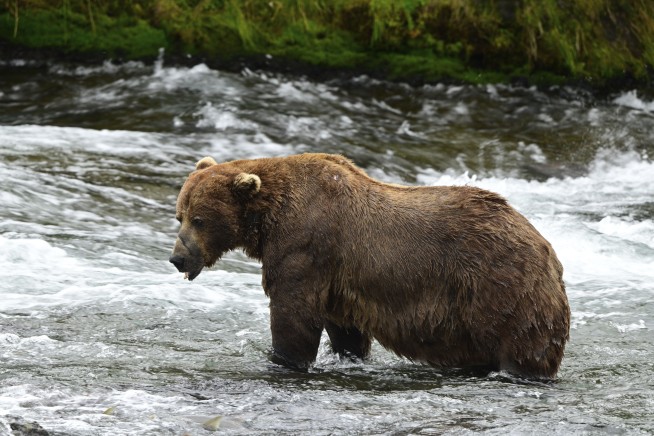 Meet the Winner of This Year's Fat Bear Week Contest