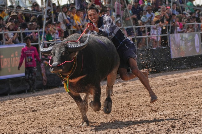 In Thailand, the Formerly Humble Buffalo Gets Its Day