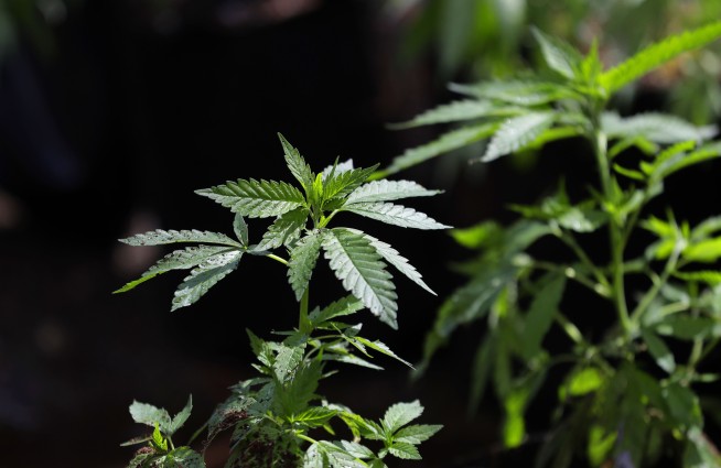 WSJ Editorial: It's Time to Rein In Marijuana Use