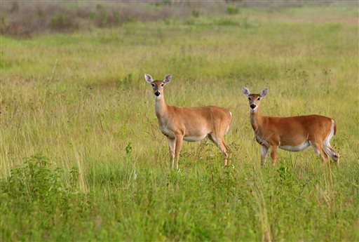 Florida Finds a New 'Zombie Deer'